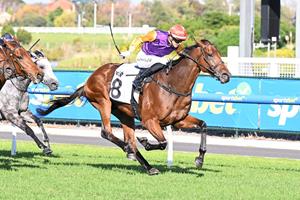 IMPORTANT CITY WIN FOR BLUEBLOOD